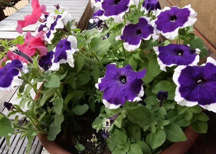 Houseboat With Water Terrace, Free Bikes & Fast Wifi בית הארחה 4*