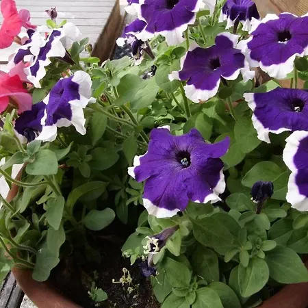 Houseboat With Water Terrace, Free Bikes & Fast Wifi Гостевой дом 4*